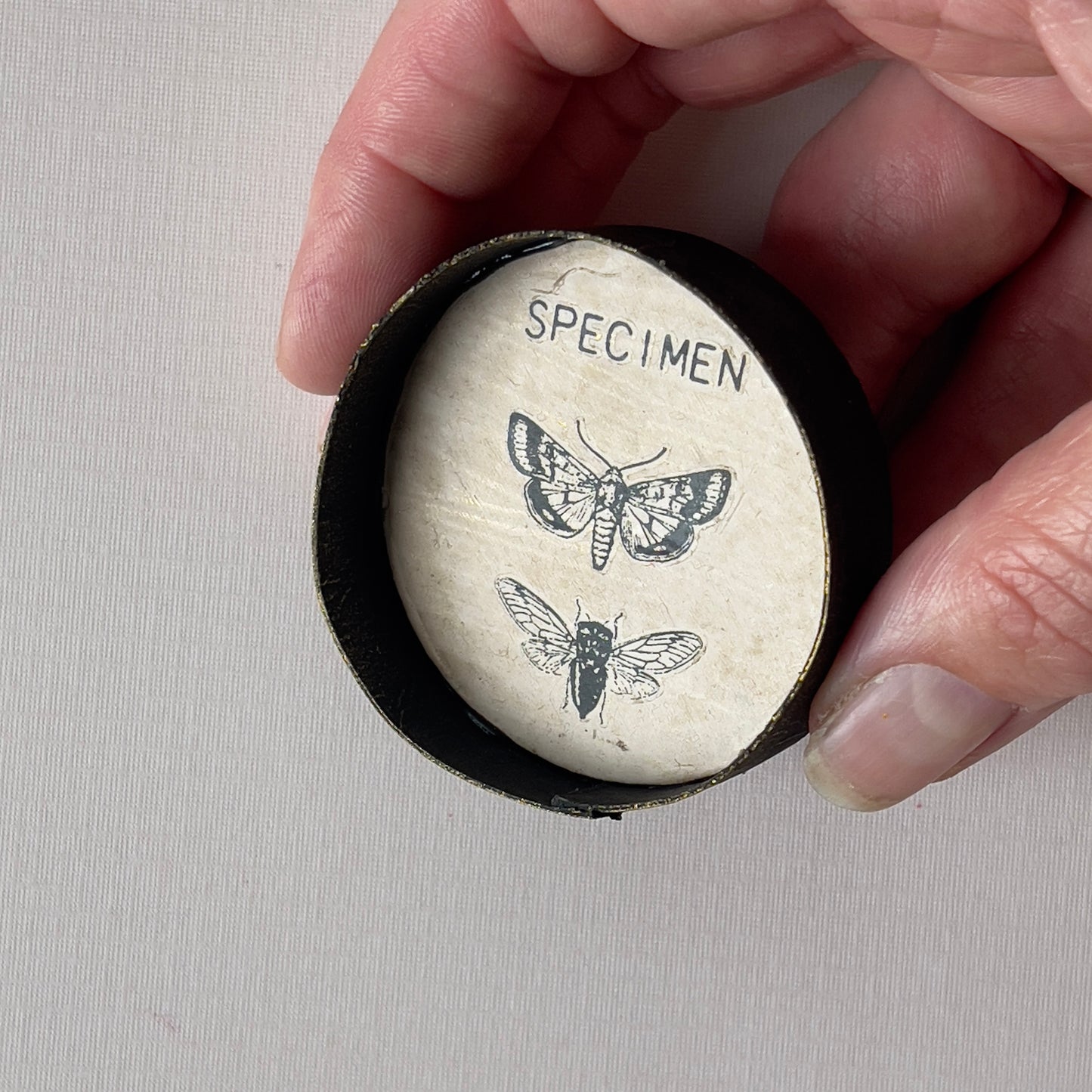 Miniature Vintage Specimen Wall Art