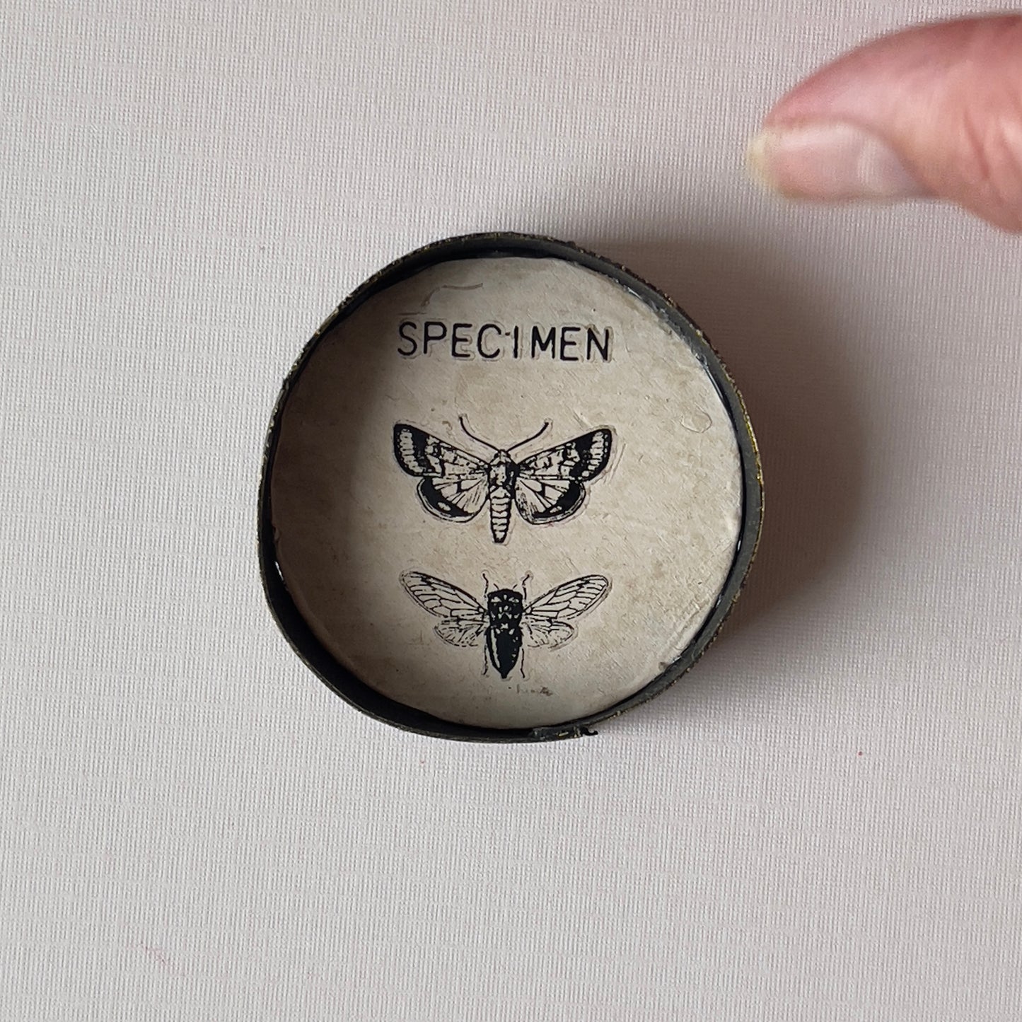 Miniature Vintage Specimen Wall Art